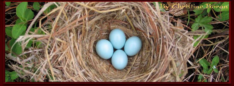 Bluebird Eggs